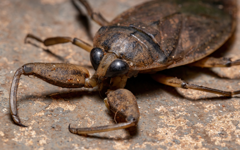 How to Get Rid of Water Bugs Naturally